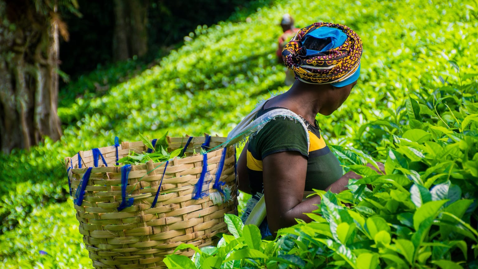 Le meilleur des terres togolaises, cultivé avec exigence